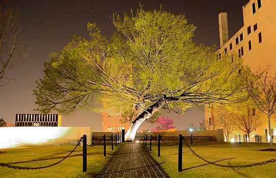 OKC Survivor Tree doing well after damaged in wintry weather